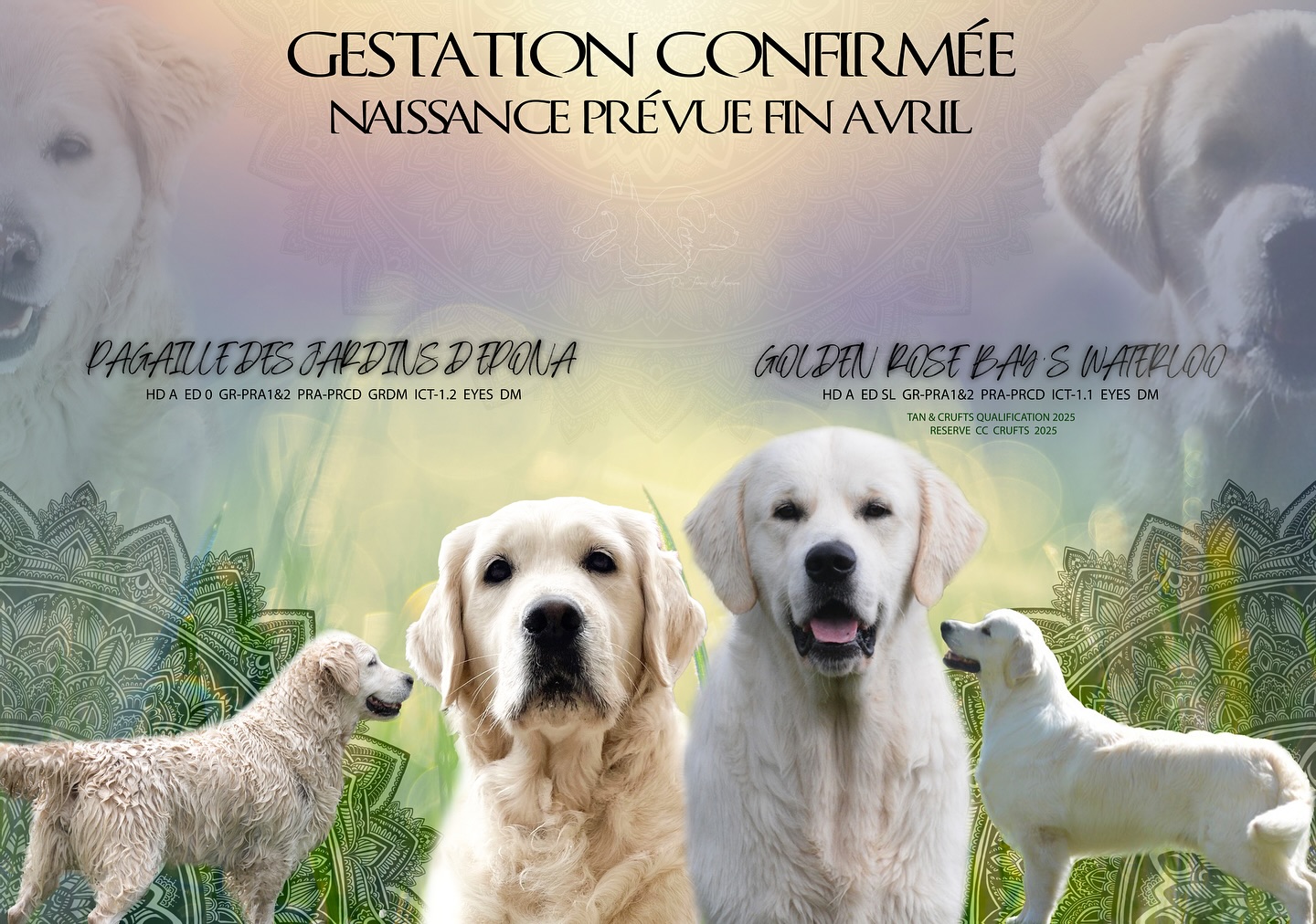Chiot golden retriever