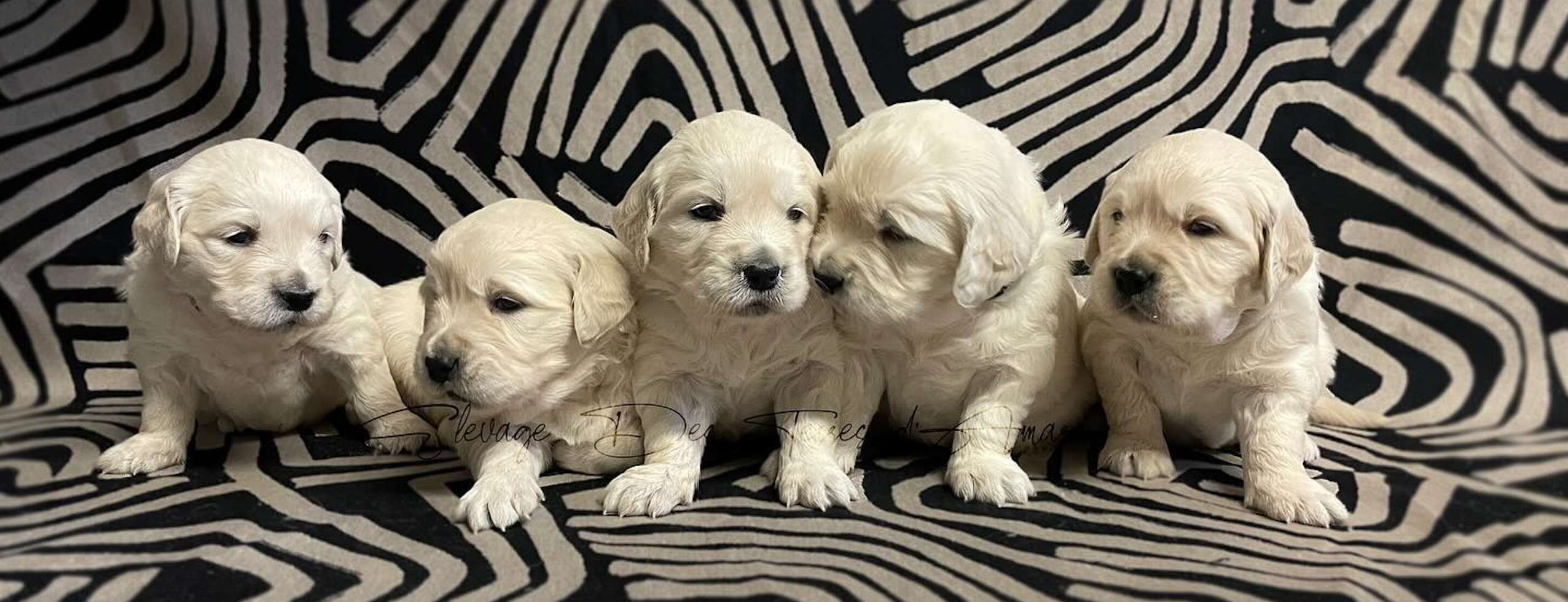 chiots golden retriever 1 mois