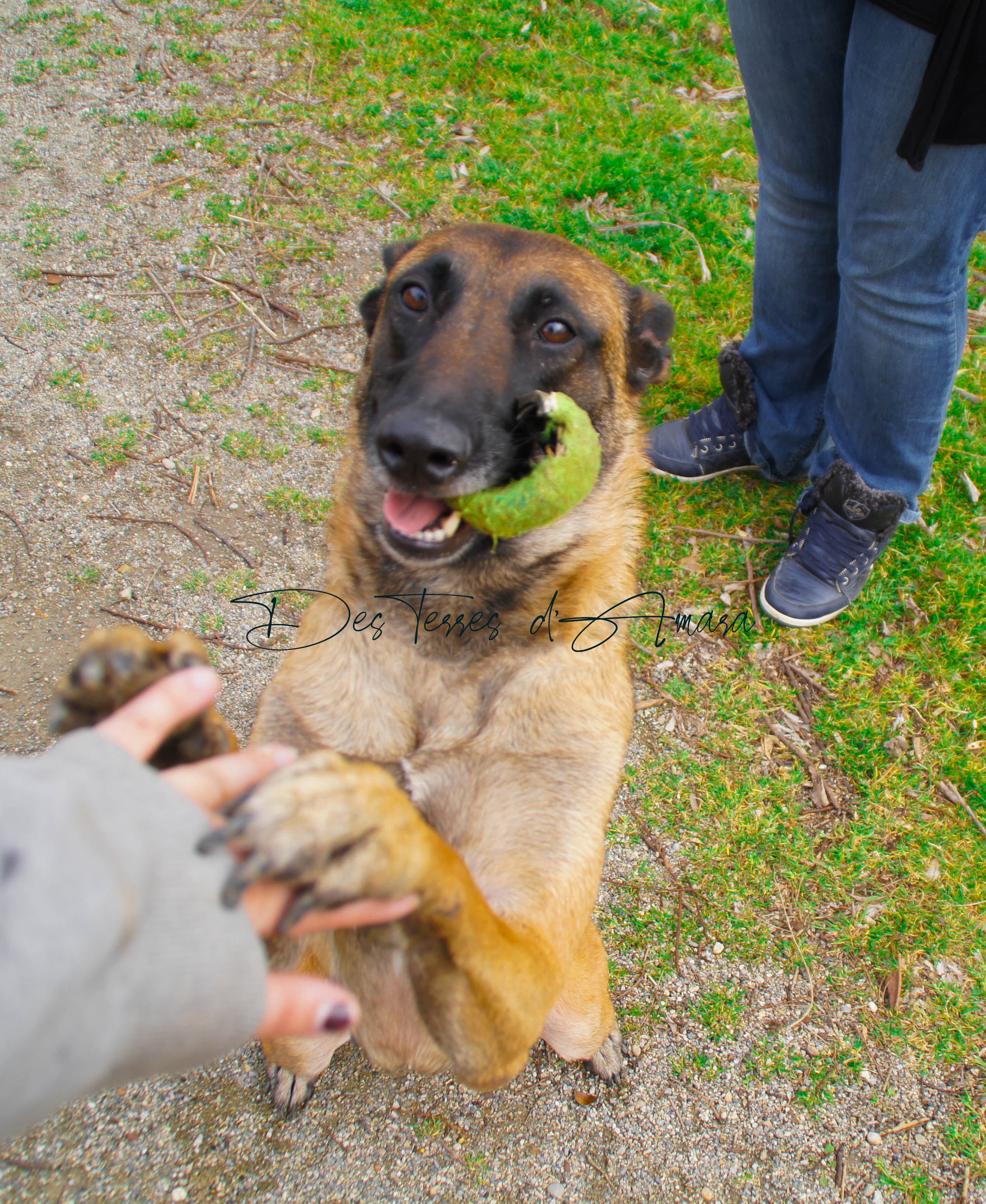 Elevage passion Malinois qualité