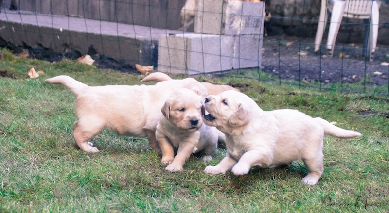 golden retriever chiot