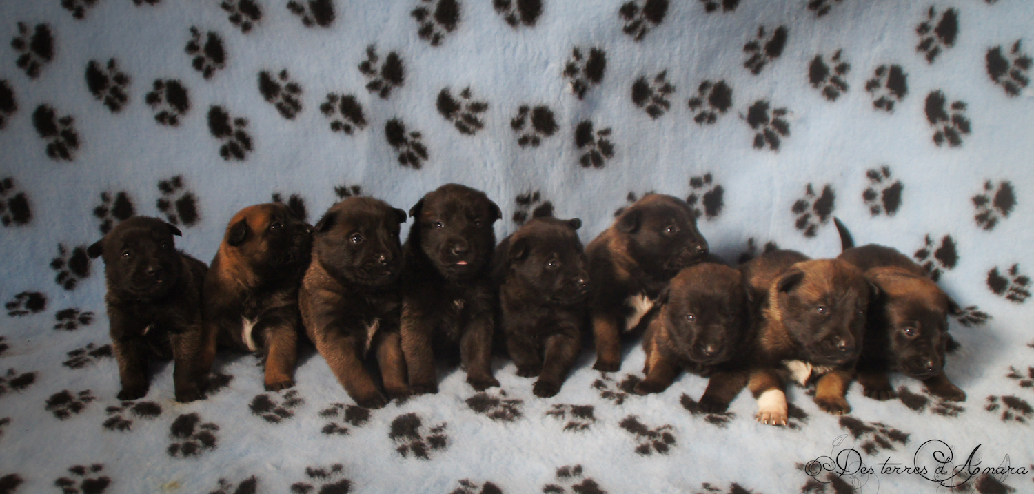 belgian sheperd puppies