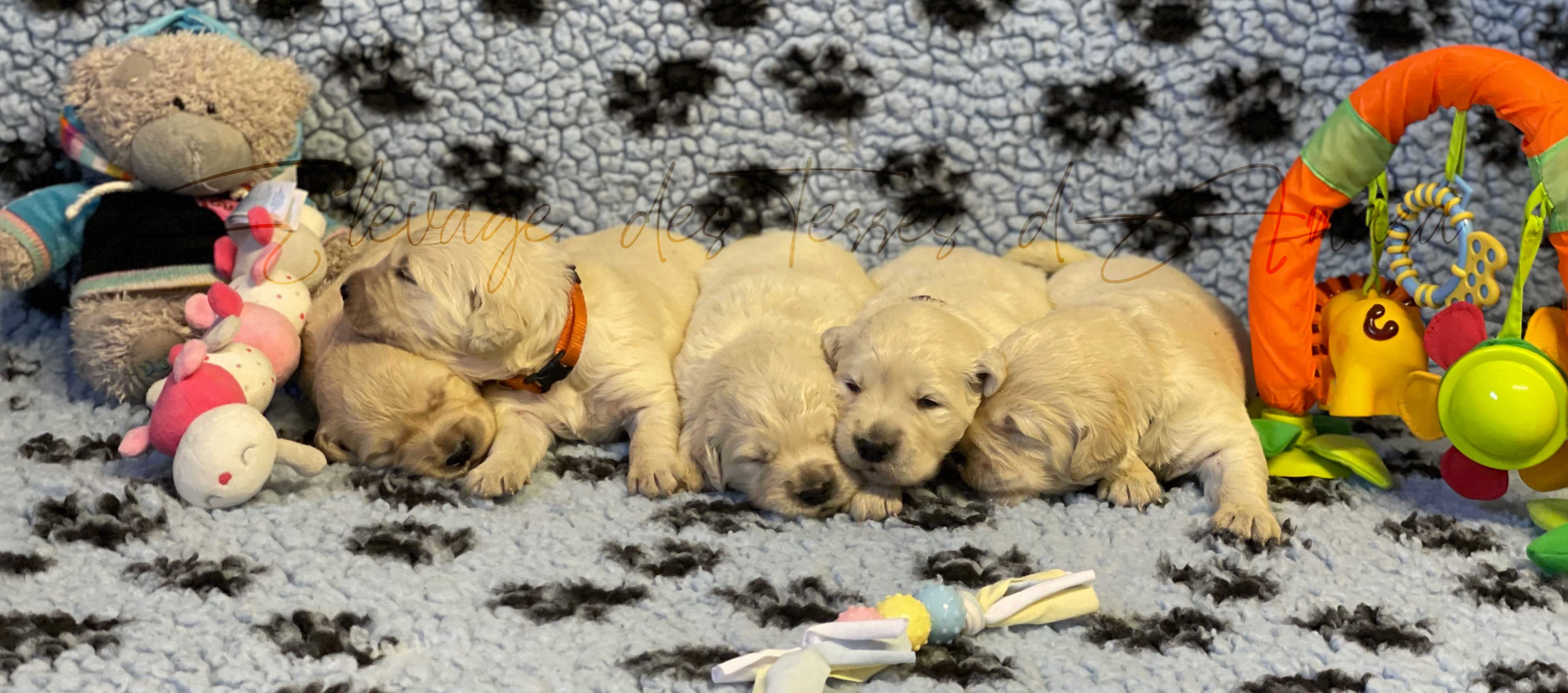 Chiot golden retriever