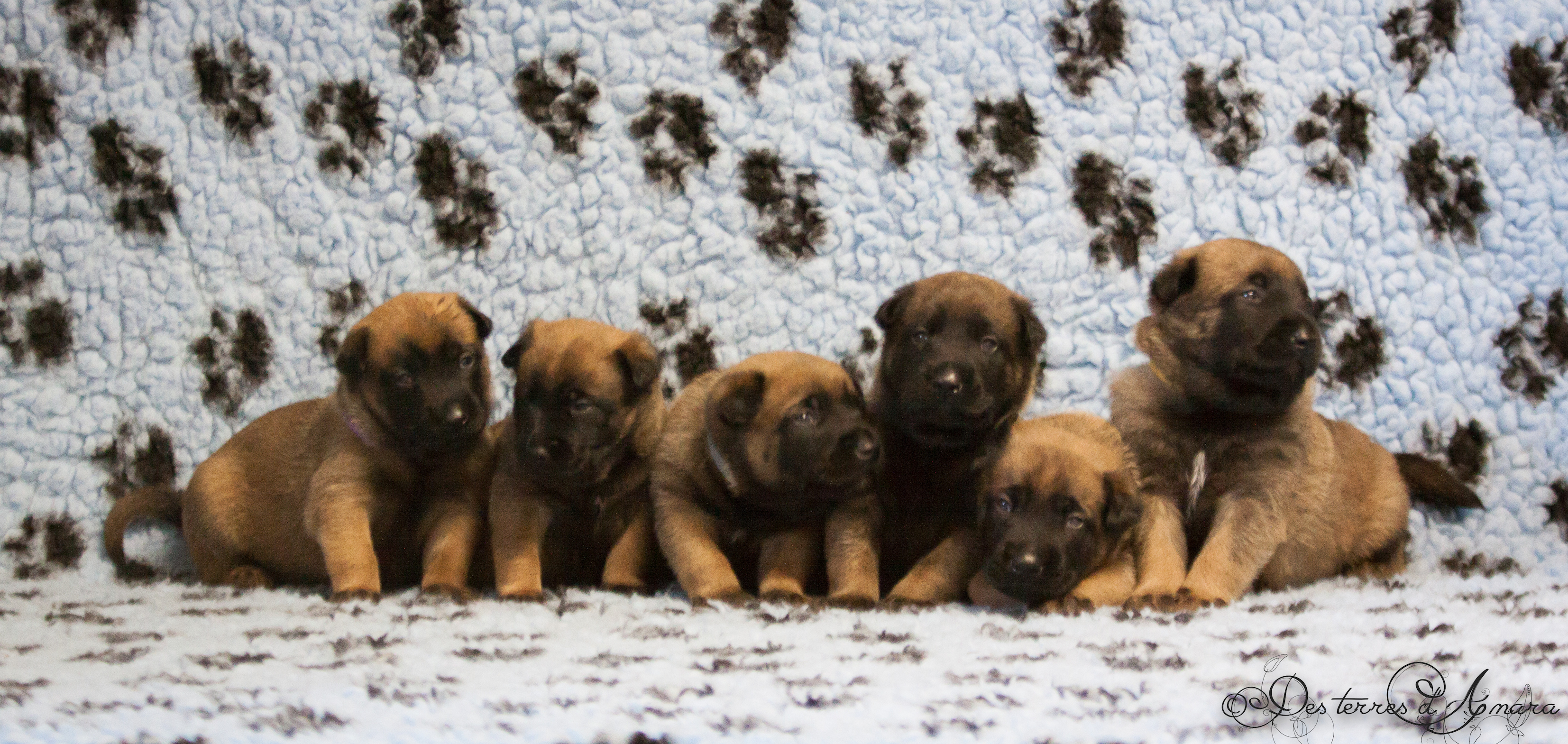 chiot malinois