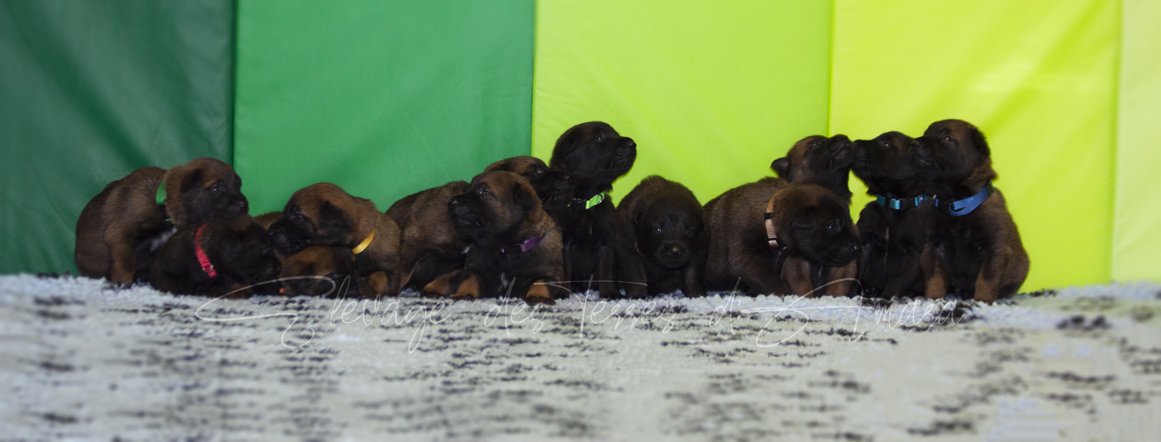 Chiots malinois charbonné