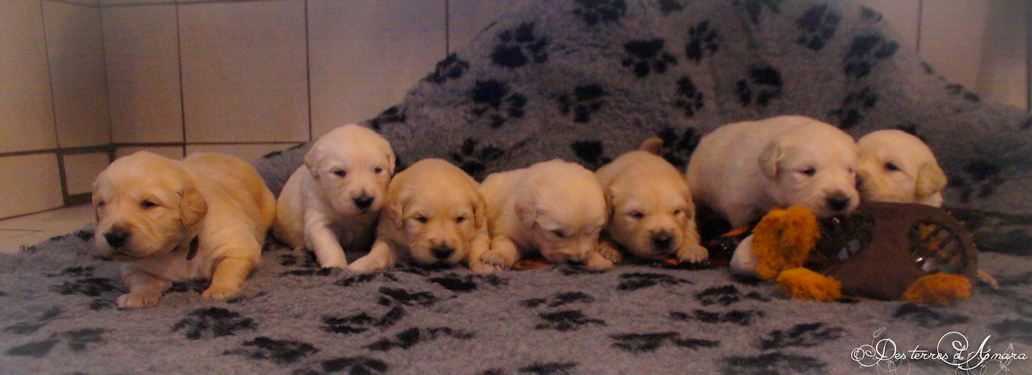 golden retriever puppies