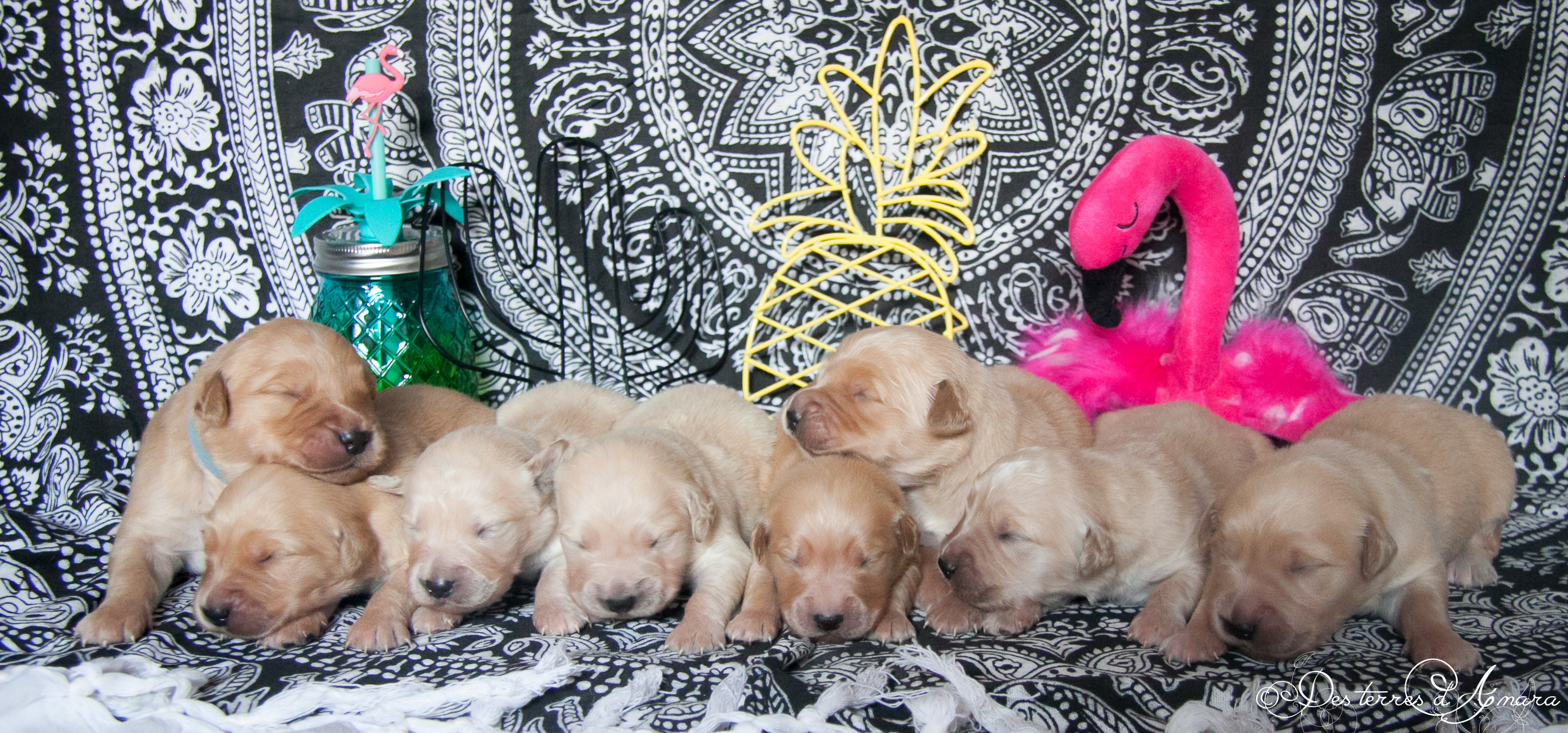 chiot golden retriever doré