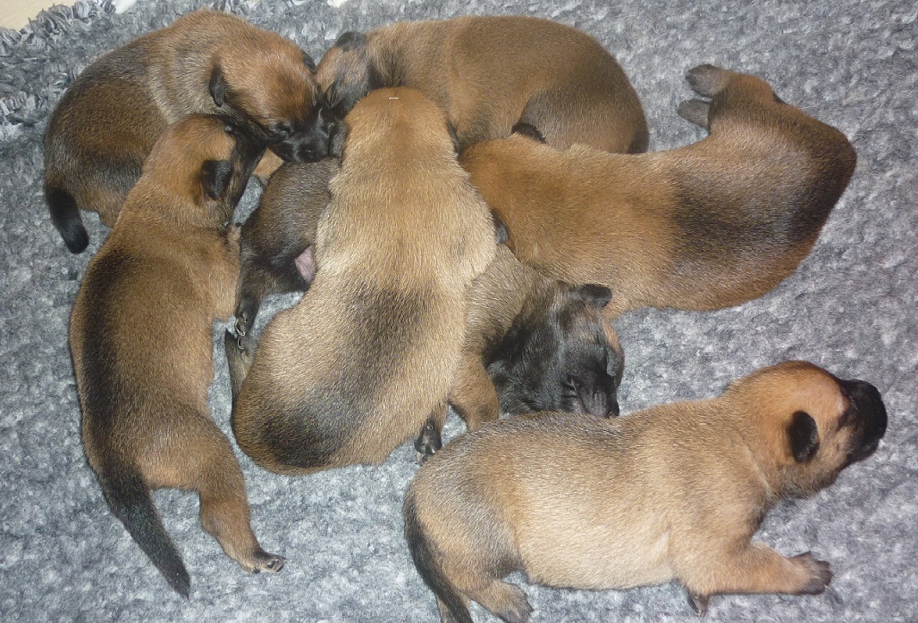 chiot malinois