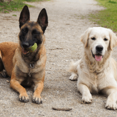 Elevage Terres d'Amara Bussieres Loire Malinois Golden Retriever
