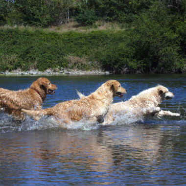 Elevage Terres d'Amara Bussieres Loire Golden Retriever