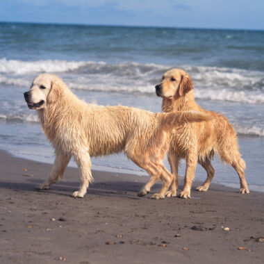 Elevage Terres d'Amara Bussieres Loire Golden Retriever