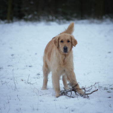 Elevage Terres d'Amara Bussieres Loire Golden Retriever