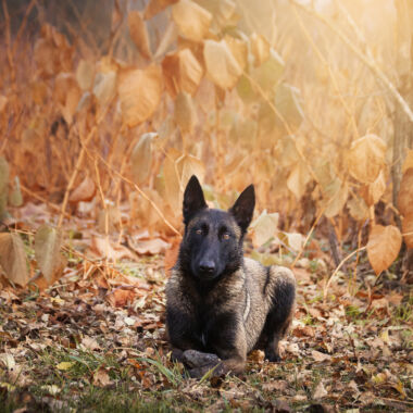 Elevage Terres d'Amara Bussieres Loire Malinois