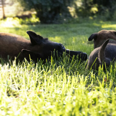 Elevage Terres d'Amara Bussieres Loire Malinois Chiot