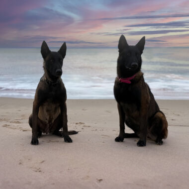 Elevage Terres d'Amara Bussieres Loire Malinois