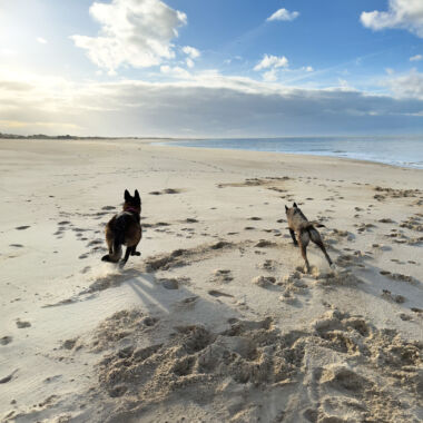 Elevage Terres d'Amara Bussieres Loire Malinois Golden Retriever
