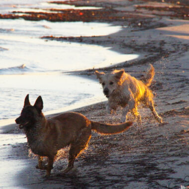 Elevage Terres d'Amara Bussieres Loire Malinois Golden Retriever