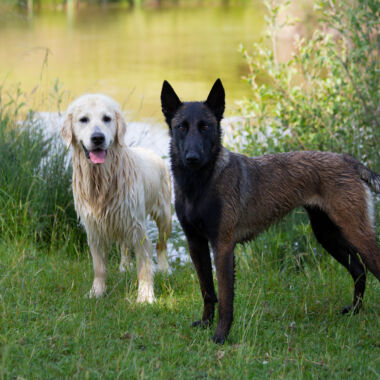 Elevage Terres d'Amara Bussieres Loire Malinois Golden Retriever