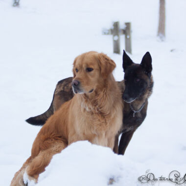 Elevage Terres d'Amara Bussieres Loire Malinois Golden Retriever
