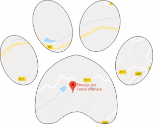 Elevage Terres d'Amara Bussieres Loire Malinois Golden Retriever Plan