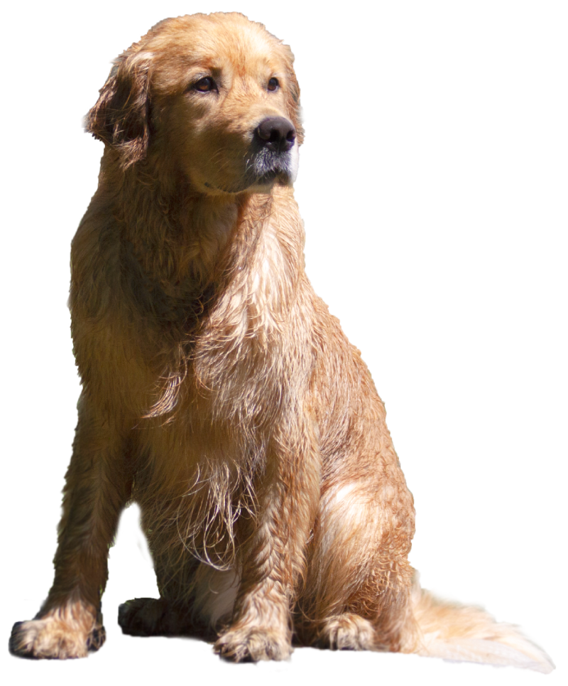 Elevage Terres d'Amara Bussieres Loire Golden Retriever