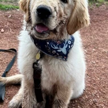 Elevage Terres d'Amara Bussieres Loire Golden Retriever