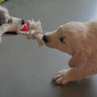 Elevage Terres d'Amara Bussieres Loire Golden Retriever