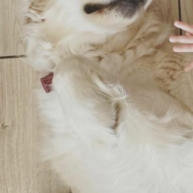 Elevage Terres d'Amara Bussieres Loire Golden Retriever