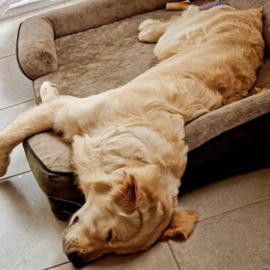 Elevage Terres d'Amara Bussieres Loire Golden Retriever