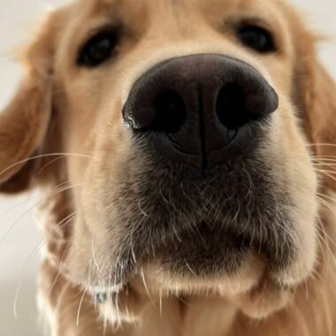 Elevage Terres d'Amara Bussieres Loire Golden Retriever