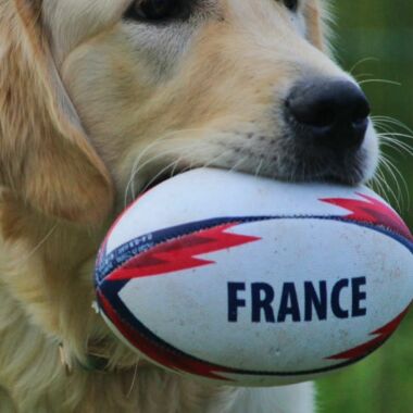 Elevage Terres d'Amara Bussieres Loire Golden Retriever