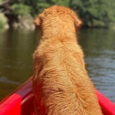 Elevage Terres d'Amara Bussieres Loire Golden Retriever