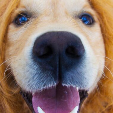 Elevage Terres d'Amara Bussieres Loire Golden Retriever