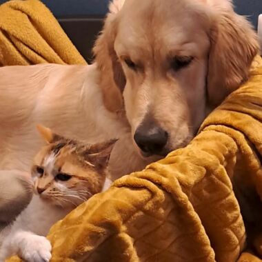 Elevage Terres d'Amara Bussieres Loire Golden Retriever