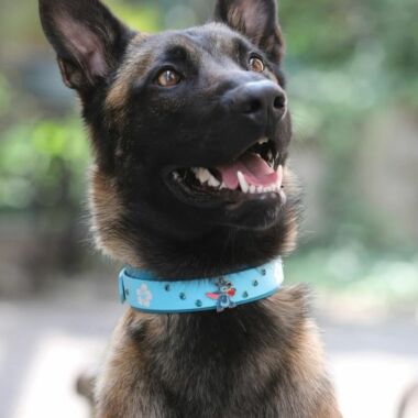 Elevage Terres d'Amara Bussieres Loire Malinois