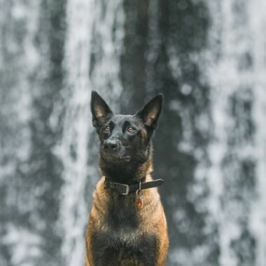 Elevage Terres d'Amara Bussieres Loire Malinois
