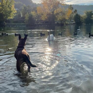 Elevage Terres d'Amara Bussieres Loire Malinois