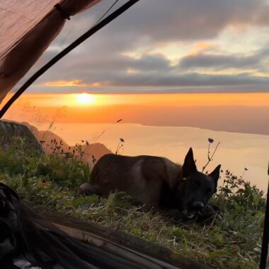 Elevage Terres d'Amara Bussieres Loire Malinois