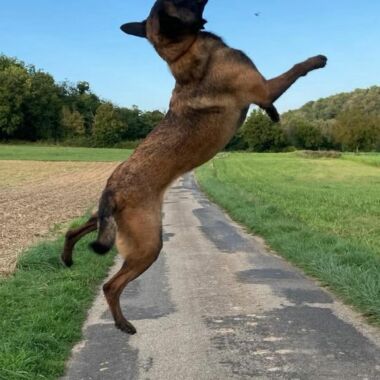 Elevage Terres d'Amara Bussieres Loire Malinois