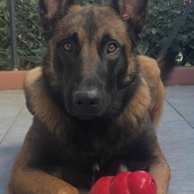 Elevage Terres d'Amara Bussieres Loire Malinois