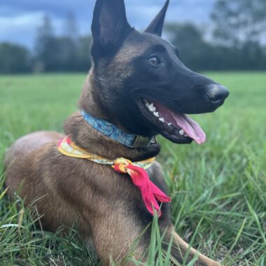 Elevage Terres d'Amara Bussieres Loire Malinois