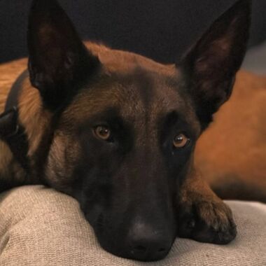 Elevage Terres d'Amara Bussieres Loire Malinois