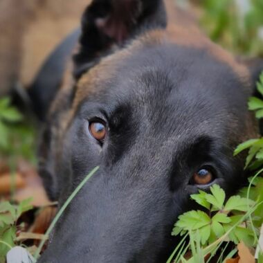 Elevage Terres d'Amara Bussieres Loire Malinois