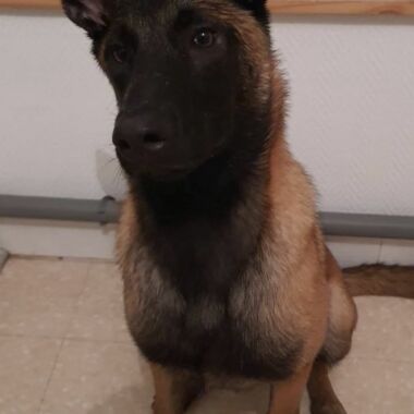 Elevage Terres d'Amara Bussieres Loire Malinois