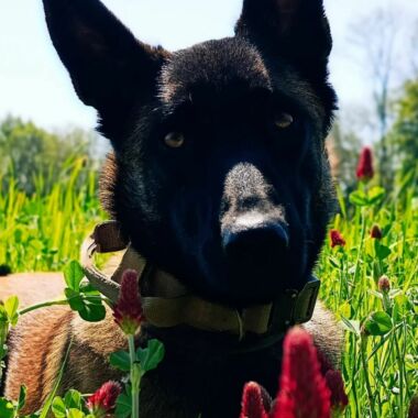 Elevage Terres d'Amara Bussieres Loire Malinois