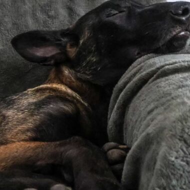 Elevage Terres d'Amara Bussieres Loire Malinois