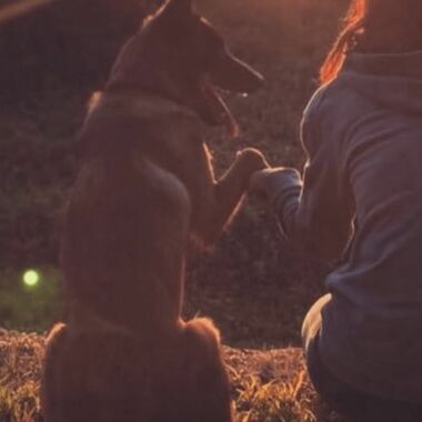 Elevage Terres d'Amara Bussieres Loire Malinois