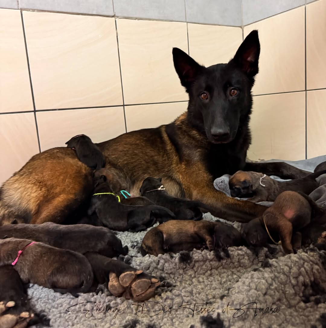 malinois charbonné chiots Elevage Terres d'Amara Bussieres Loire