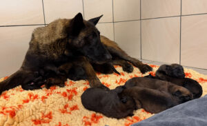 chiot malinois charbonnés LOF
