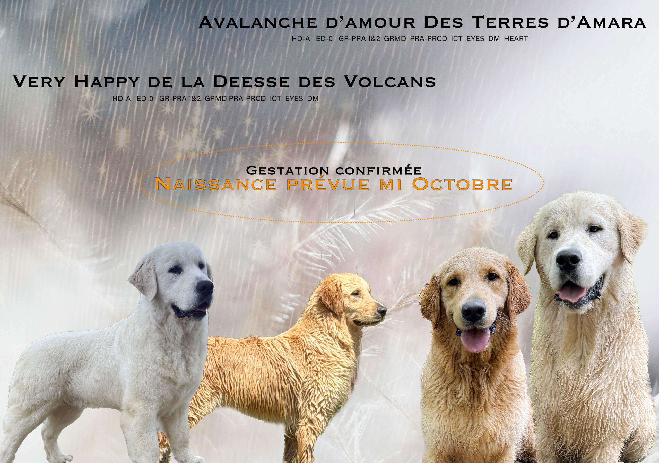 chios golden Elevage Terres d'Amara Bussieres Loire Golden Retriever Chiots rhone alpes