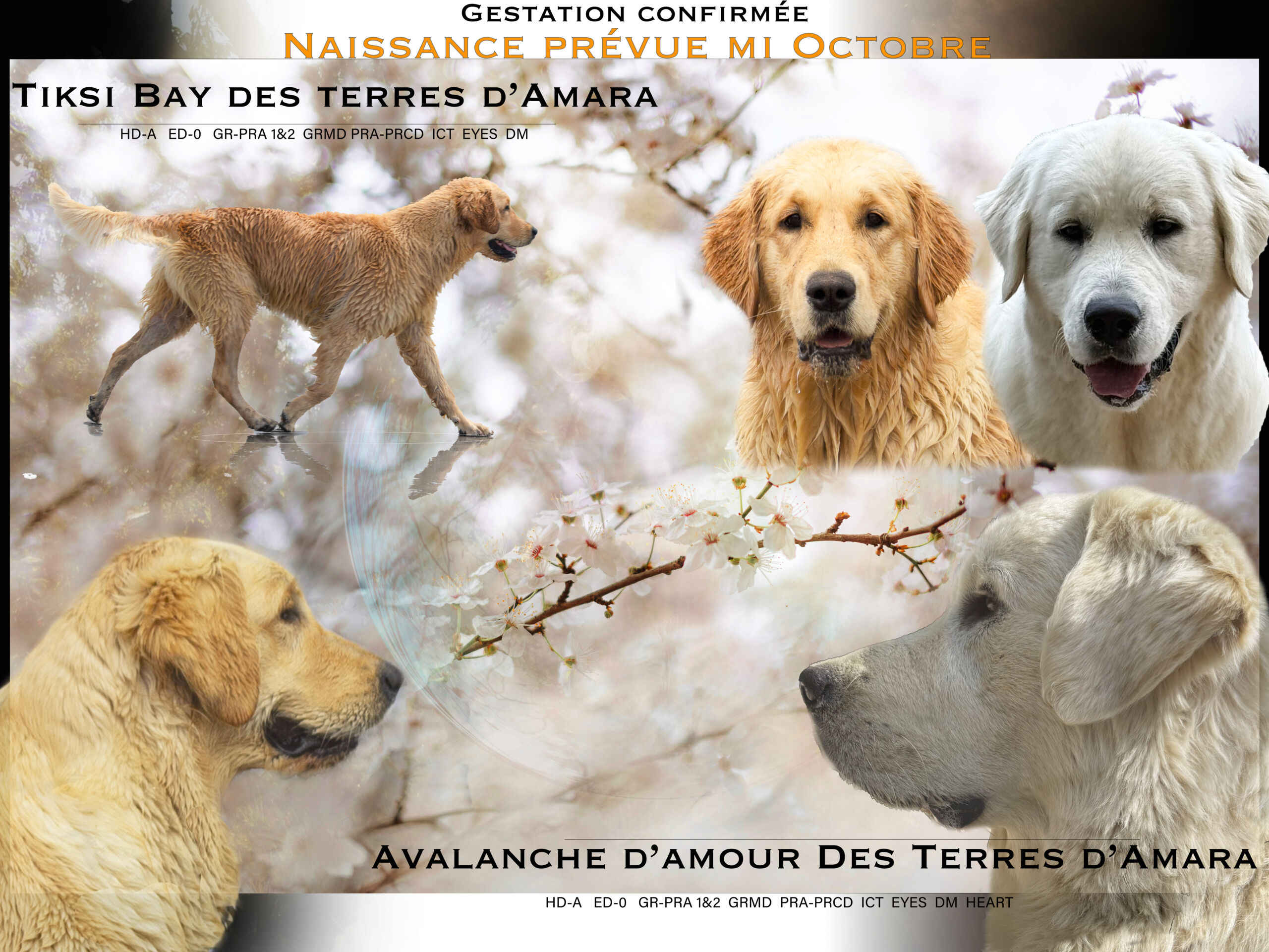chiot golden Elevage Terres d'Amara Bussieres Loire Rhone Alpes Golden Retriever Chiots